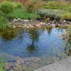 Un étang paisible avec des poissons rouges nageant parmi les plantes aquatiques et une **plante bassin** bien entretenue. Le bois d'un ponton ajoute une touche naturelle.