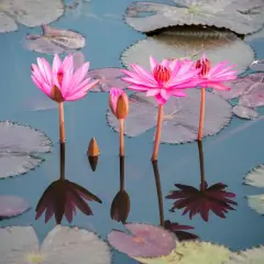 La floraison des nénuphars révèle des fleurs roses éclatantes sur un étang calme, leurs reflets dansants sur l'eau.
