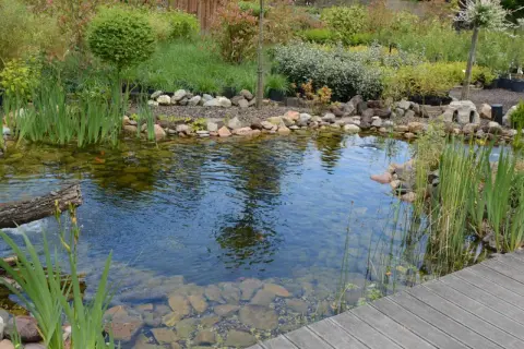 Un étang paisible avec des poissons rouges nageant parmi les plantes aquatiques et une **plante bassin** bien entretenue. Le bois d'un ponton ajoute une touche naturelle.