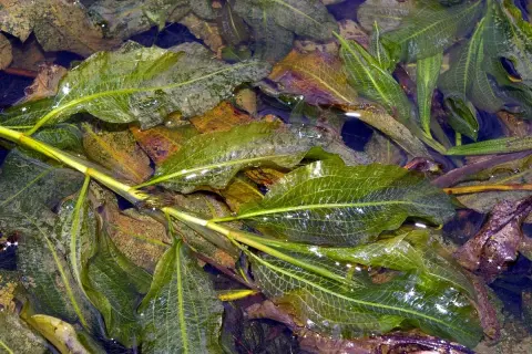 Feuilles vertes et nervurées de Potamogeton lucens flottant dans l'eau, parmi des feuilles mortes.