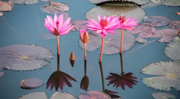 La floraison des nénuphars révèle des fleurs roses éclatantes sur un étang calme, leurs reflets dansants sur l'eau.