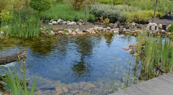 Un étang paisible avec des poissons rouges nageant parmi les rochers et les plantes aquatiques, bordé par un pont en bois et un jardin luxuriant.