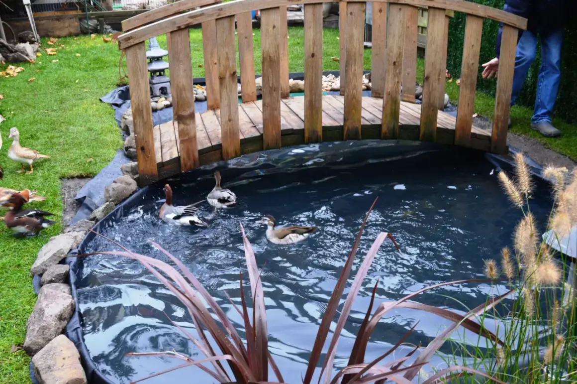 Un héron, ou plutôt des canards, nagent dans un bassin sous un pont en bois.