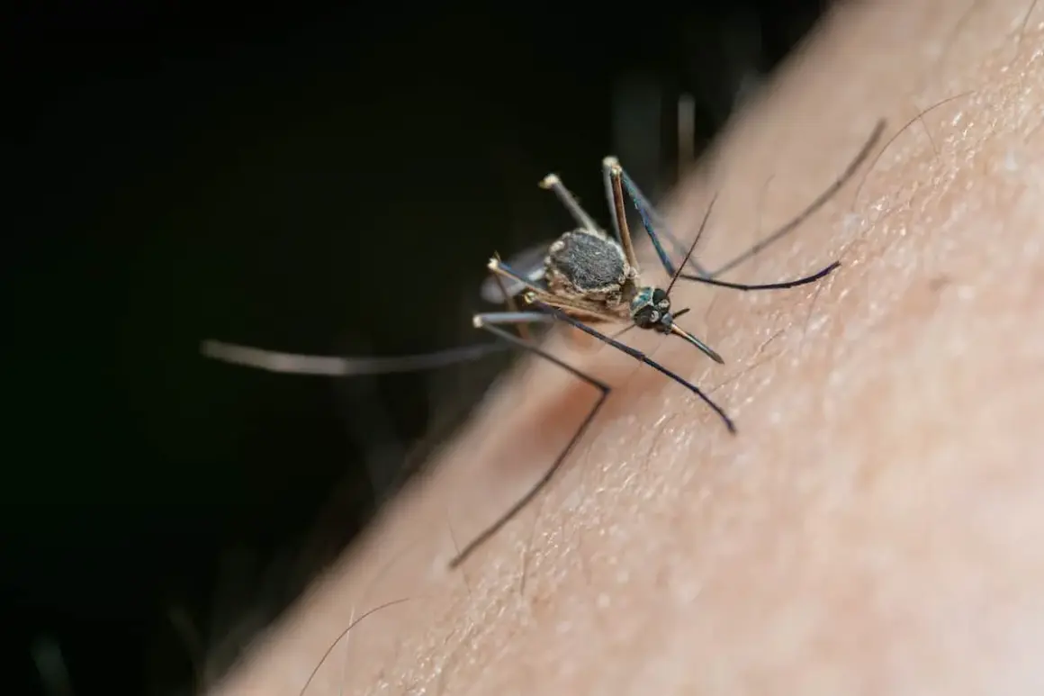 Un moustique sur la peau, prêt à piquer. Il est temps de se débarrasser des moustiques à l'extérieur pour profiter de l'été.