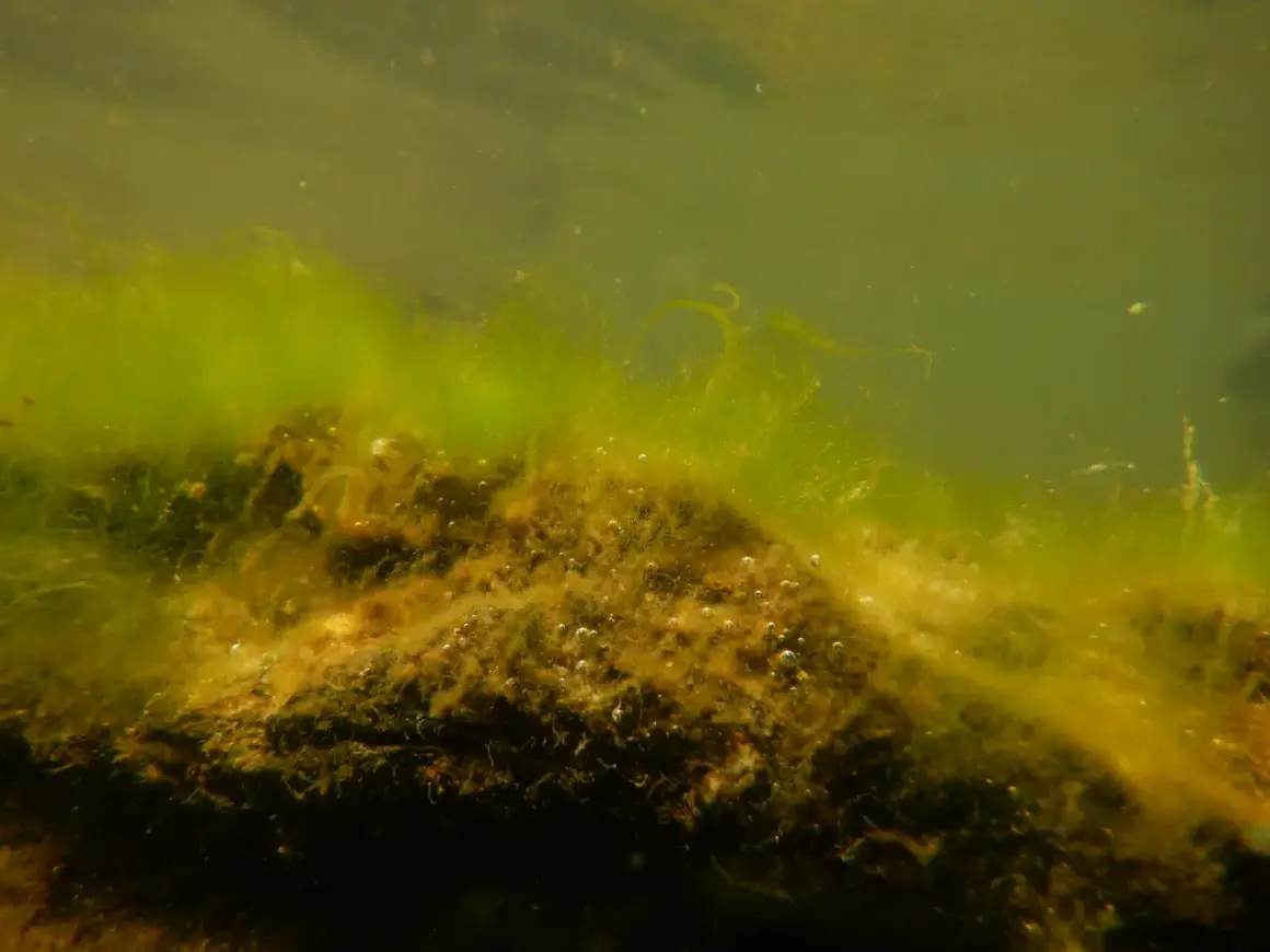 Sous l'eau, des algues microscopiques forment un tapis verdâtre sur un fond sombre, avec de fines bulles d'air.