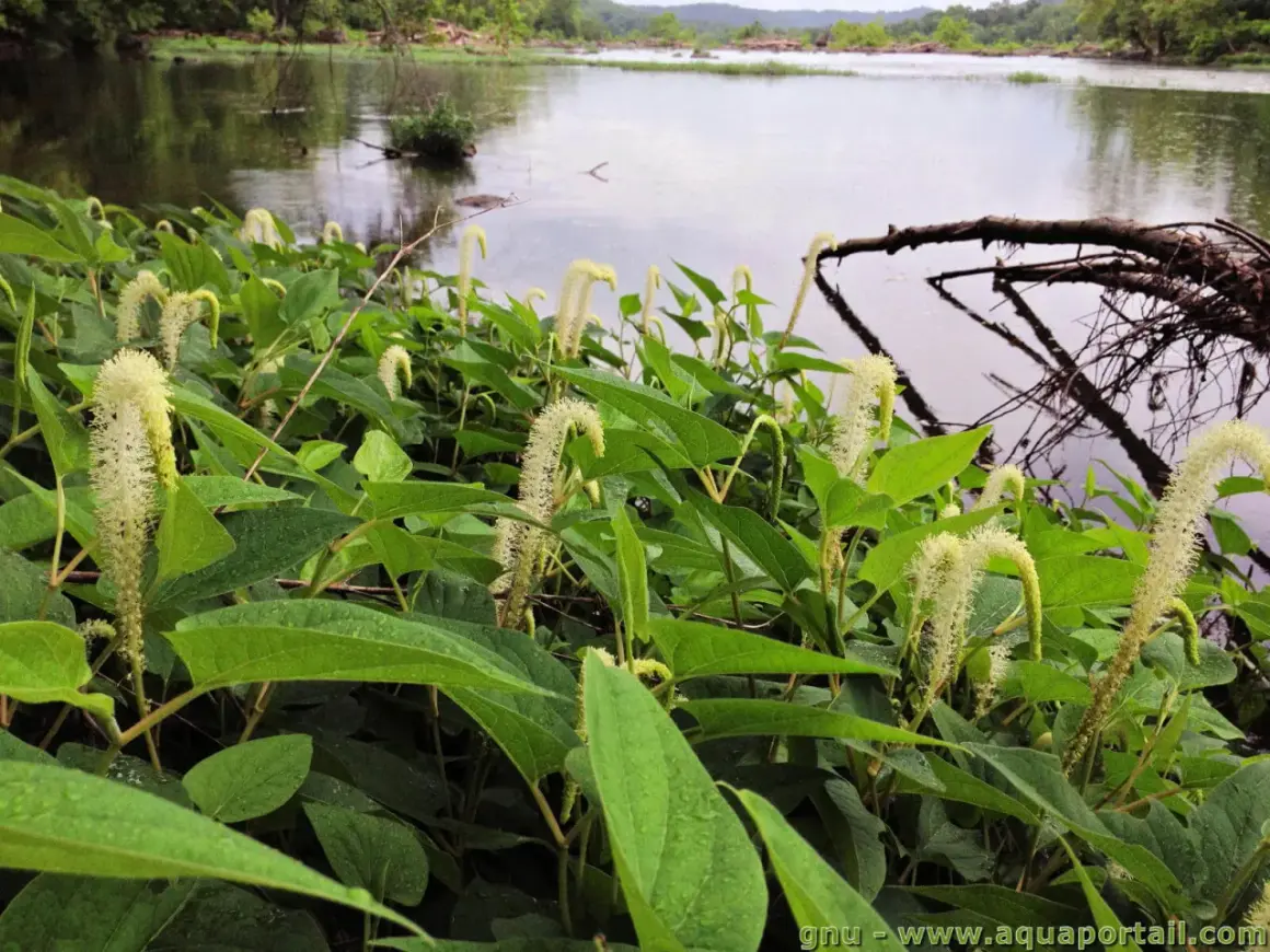 Plantes de Saururus cernuus aux fleurs blanches en forme de queue de renard, au bord d'une rivière calme.