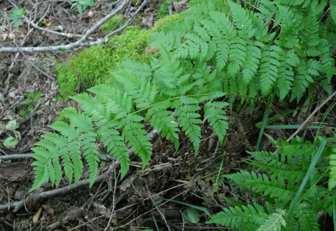 Feuilles vertes et découpées de fougère Thelypteris palustris, poussant dans un sol forestier humide avec de la mousse.