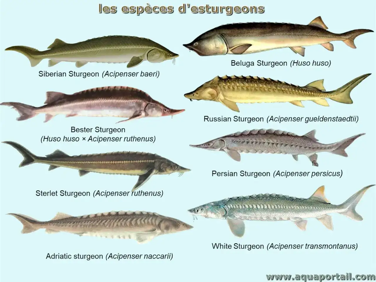 Esturgeon - Guide complet pour l'identifier et l'élever