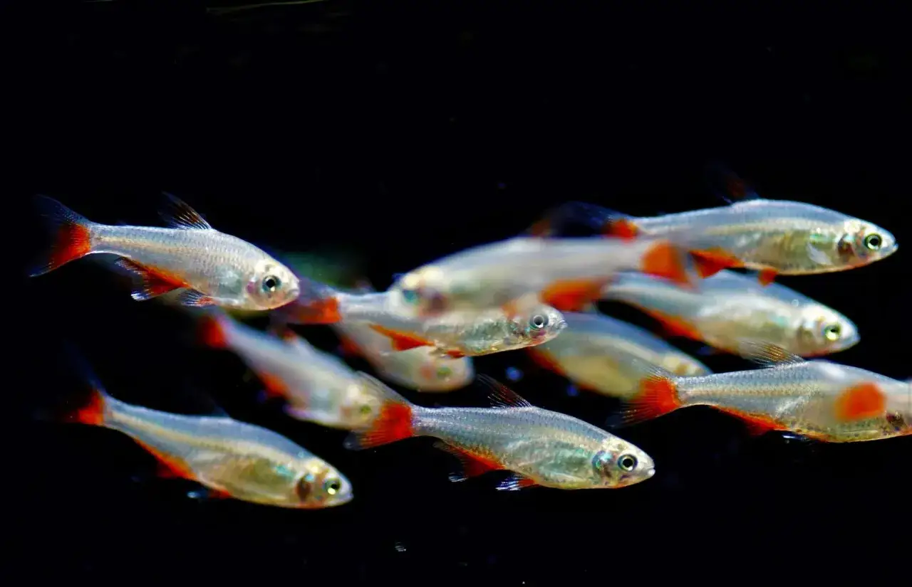 Un banc de poisson d'eau froide aux reflets argentés et aux nageoires orangées, évoluant dans l'obscurité.