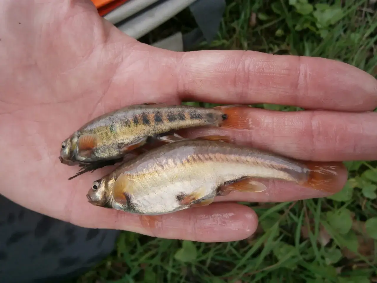 Deux jolis poissons vairons, aux reflets argentés et dorés, reposent dans une main.