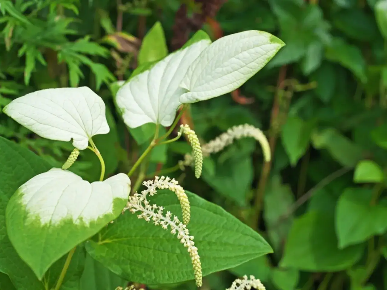 Feuilles panach&eacute;es de blanc et de vert du Saururus cernuus, avec ses inflorescences en forme de queue de chat.