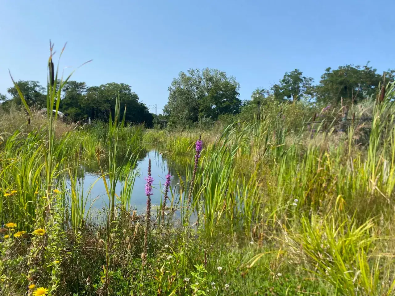 Un étang privé luxuriant, bordé de roseaux et de fleurs sauvages, sous un ciel bleu clair. La réglementation mare privée est essentielle pour préserver cet écosystème.