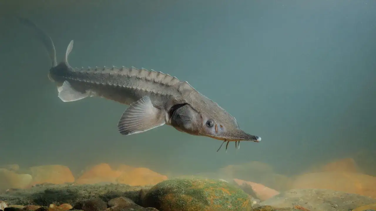 Un esturgeon, poisson préhistorique, nage dans les eaux claires de France, près d'un lit de rivière rocheux.