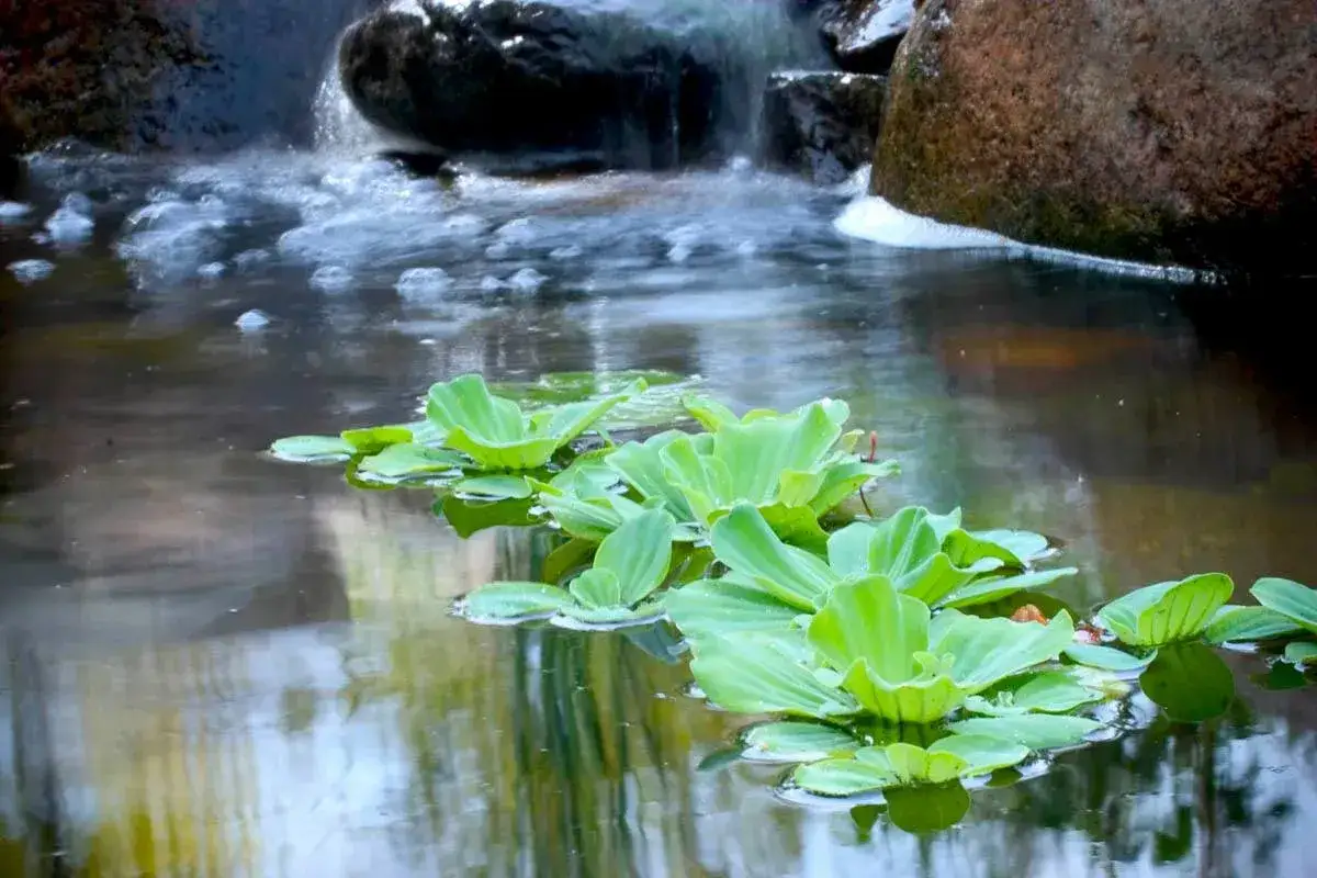 Plantes vertes flottant sur un bassin d'agrément paisible, avec une petite cascade en arrière-plan.