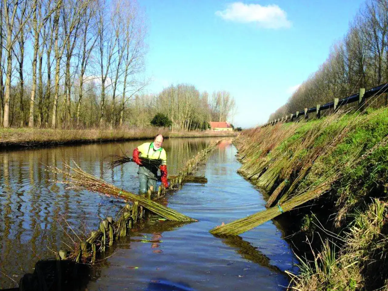 Un homme plante des boutures de saule pour renforcer la berge. C'est une plante de berge sauvage qui protège le canal.