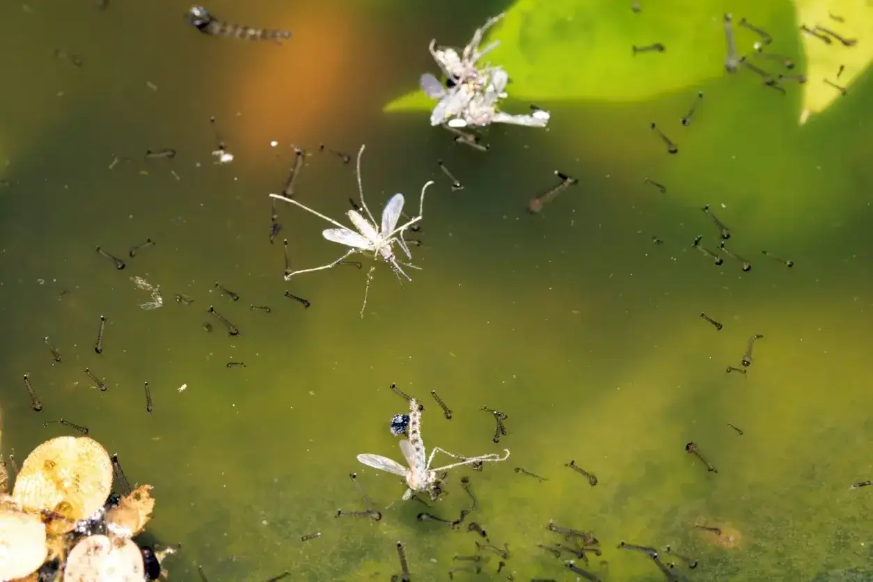 Des moustiques morts flottent dans l'eau verte, entourés de larves. Une scène qui aide à se débarrasser des moustiques à l'extérieur.