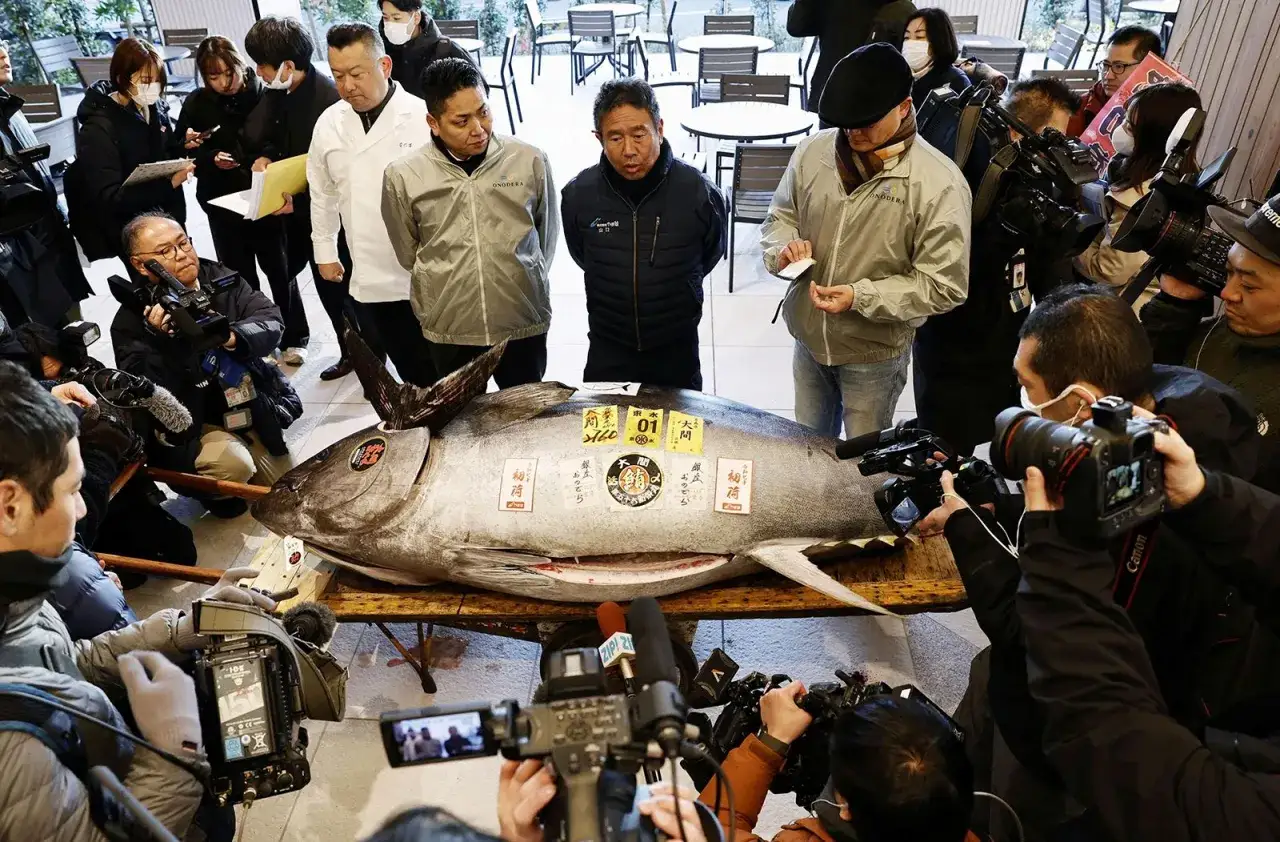 Un thon géant, le poisson le plus cher du monde, est exposé sous les caméras et les objectifs des journalistes.
