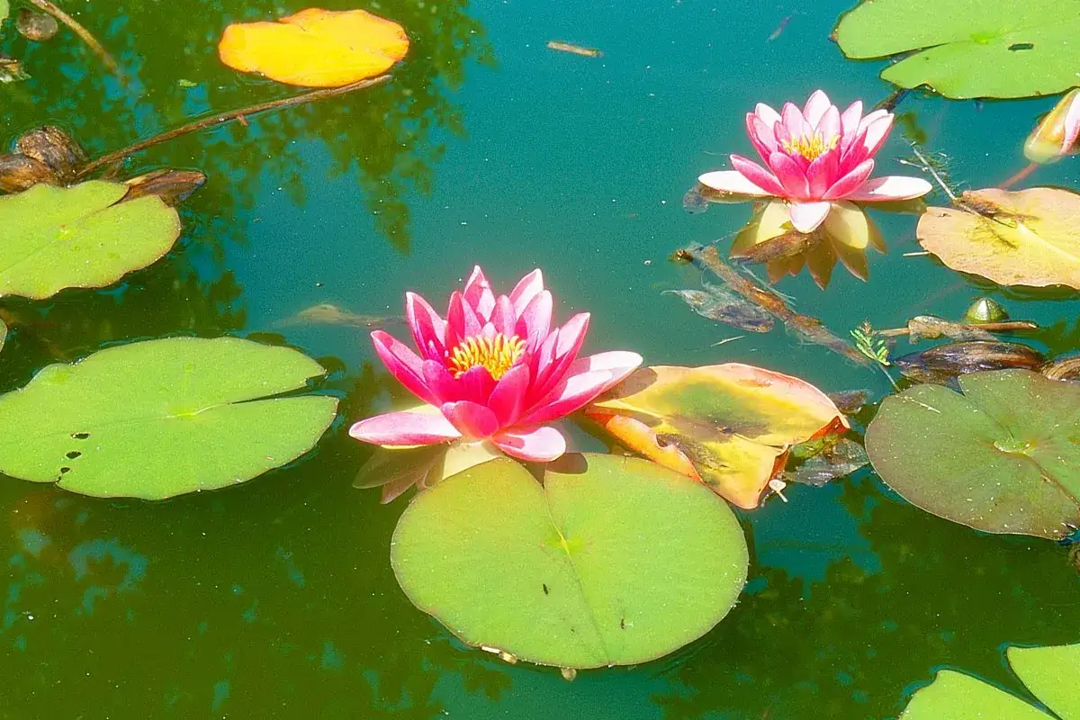 Deux nénuphars roses éclosent à la surface d'une eau verte, leurs feuilles flottant paisiblement.