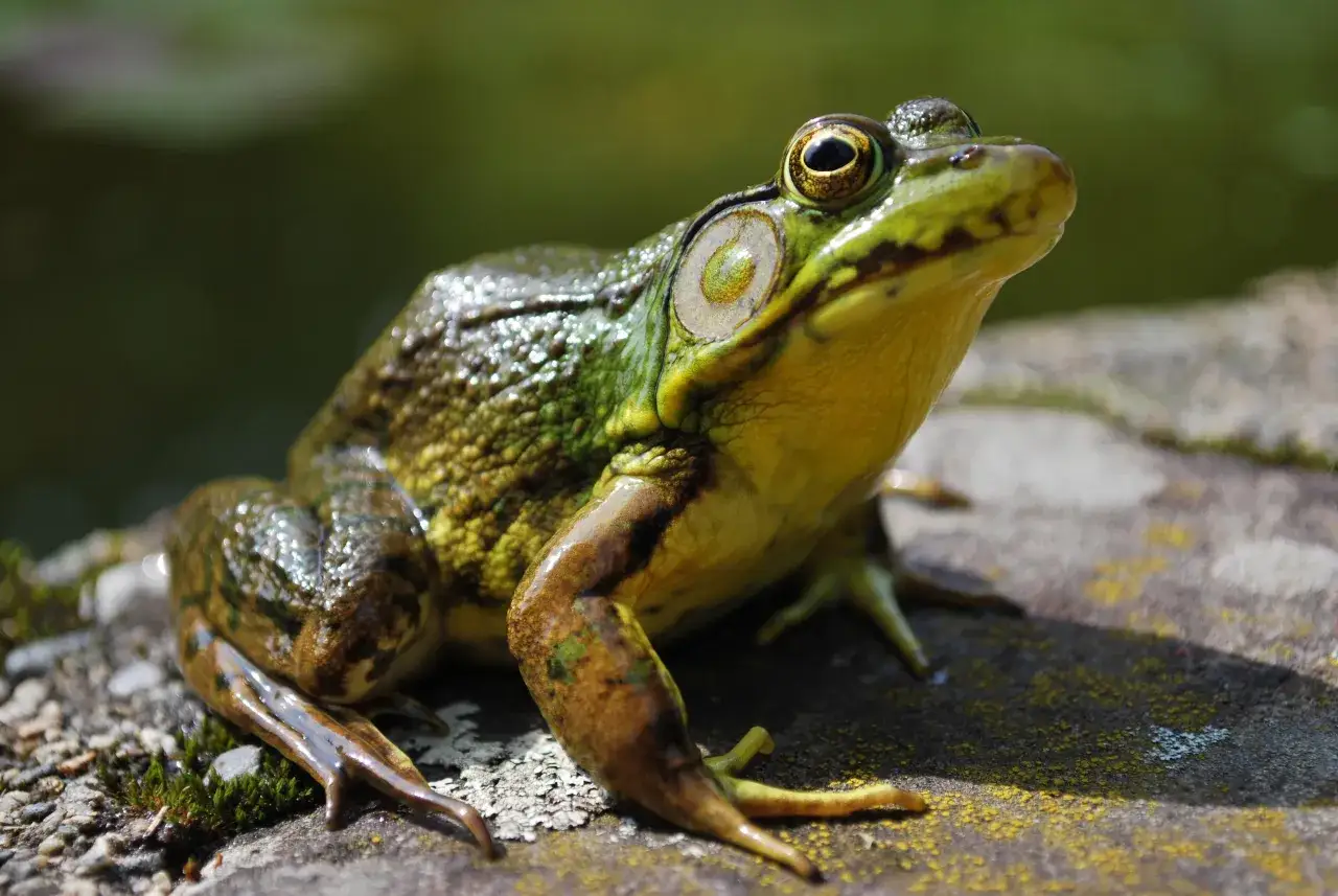 Une grenouille verte, aux yeux dor&eacute;s, se repose sur une pierre moussue pr&egrave;s d'une mare.