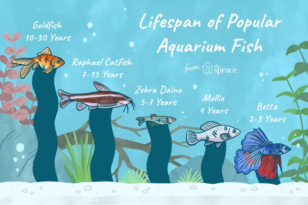 Comparaison de la durée de vie des poissons d'aquarium : poisson rouge (10-30 ans), poisson-chat Raphaël (7-15 ans), zébra daino (5-7 ans), mollie (4 ans), betta (2-3 ans).