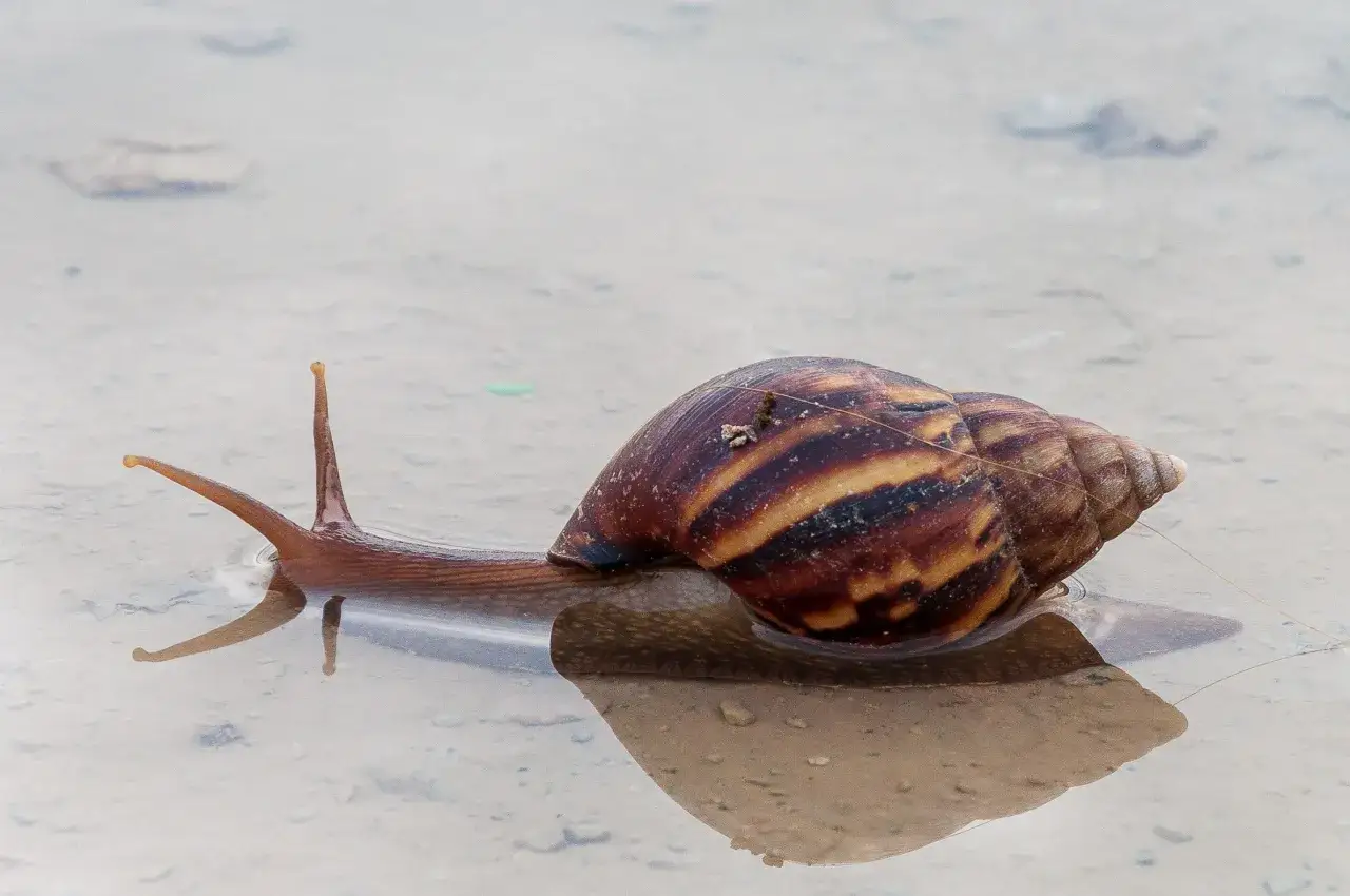 Gros escargot à la coquille striée, se déplaçant lentement dans une flaque d'eau, tel un explorateur de la limnée des étangs.