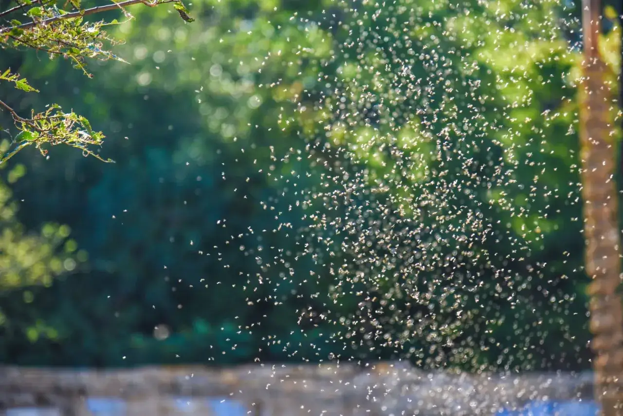 Nuage de moucherons dansant sous le soleil. Ils ne se nourrissent pas de sang, mais de nectar et de pollen, comme le suggère leur essaim près de la végétation.