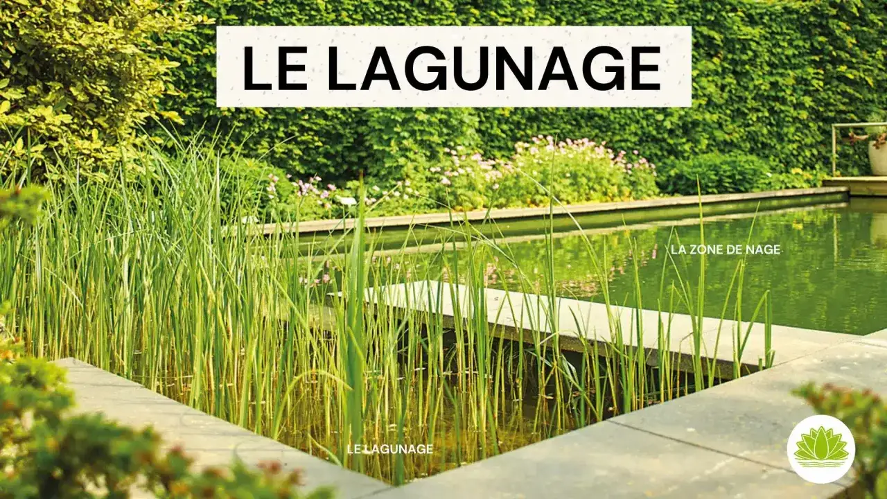 Un bassin de lagunage naturel avec des roseaux et une zone de nage. L'eau est verte et reflète la végétation luxuriante.