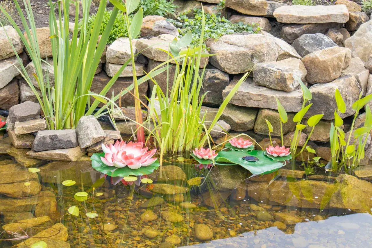 Comment planter des nénuphars dans un étang : un grand nénuphar rose et blanc flotte sur l'eau claire, entouré de plus petits, avec des roseaux et des pierres en arrière-plan.