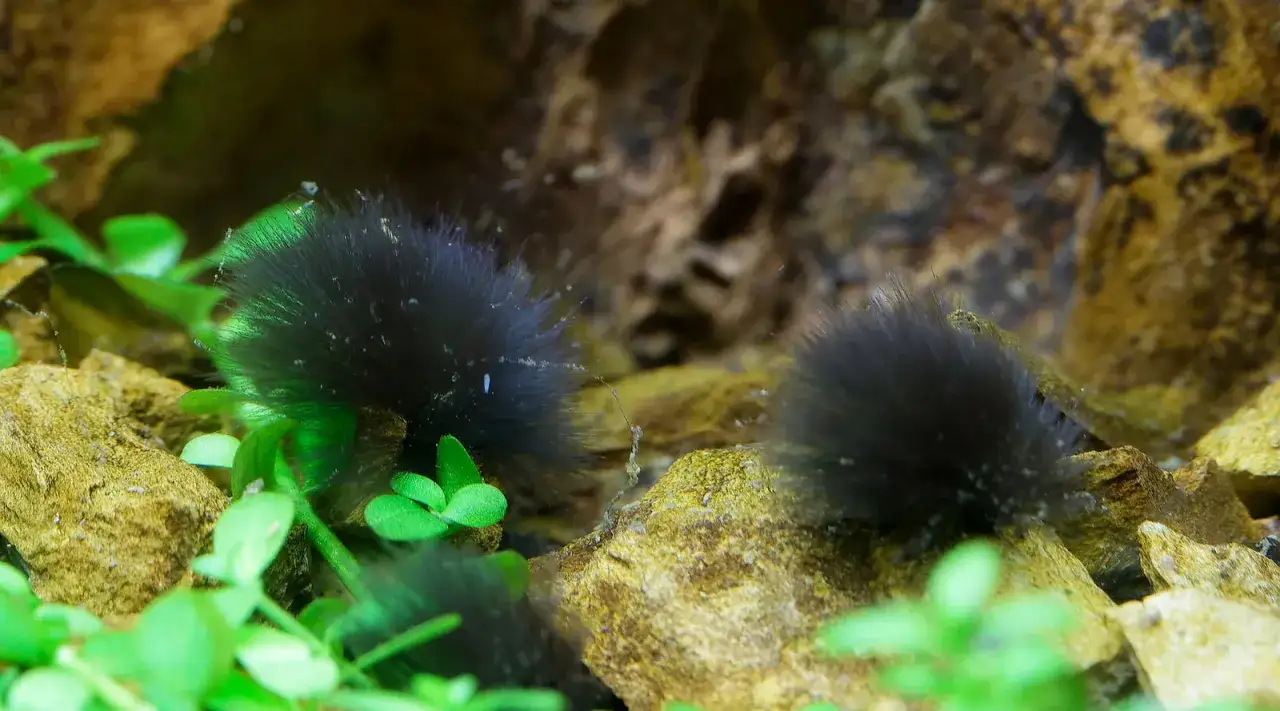 Deux boules d'algue pinceau noires et duveteuses reposent sur des rochers, entourées de plantes aquatiques vertes.