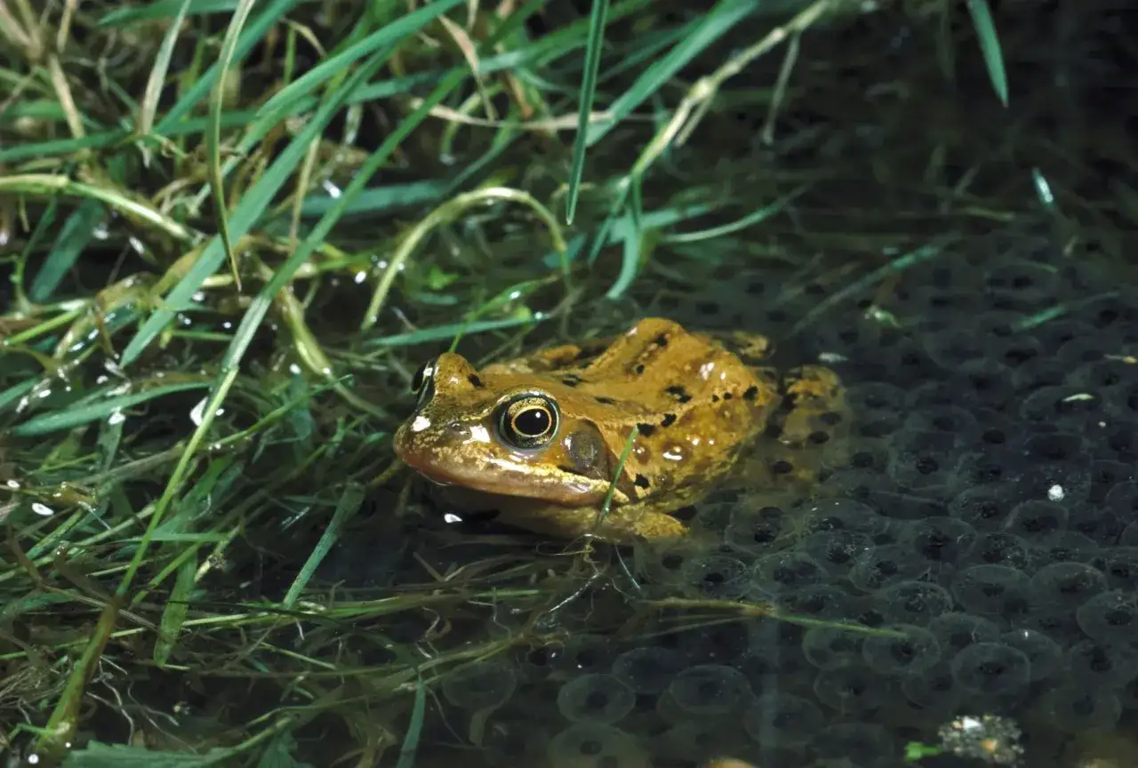 Un crapaud brun et tacheté est posé sur des œufs de grenouille dans l'eau, entouré d'herbes vertes. Un indice pour savoir comment attirer un crapaud dans votre jardin.