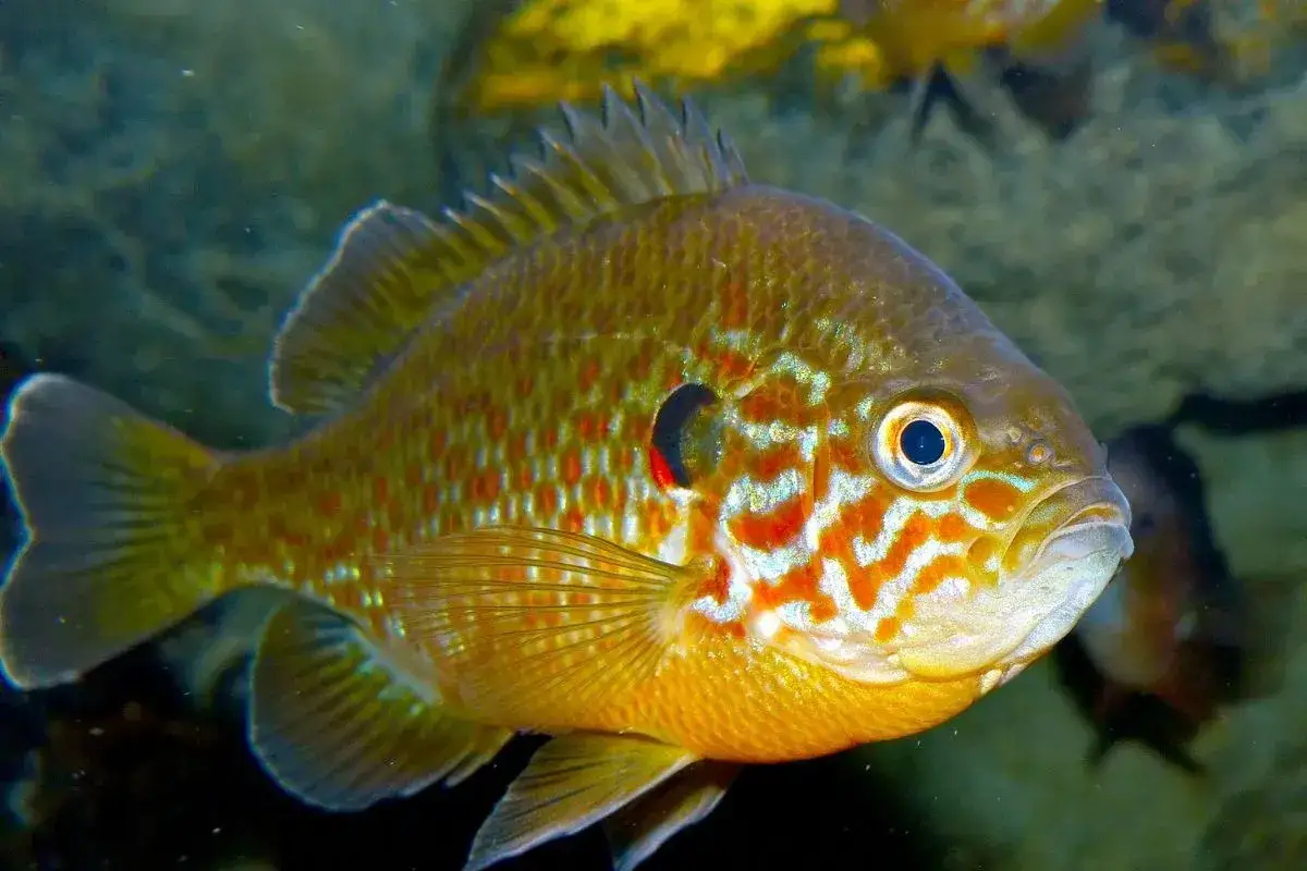 Un poisson aux couleurs vives, une carpe soleil, nage dans l'eau. Ses écailles sont parsemées de points rouges et ses flancs arborent des motifs blancs et orangés.