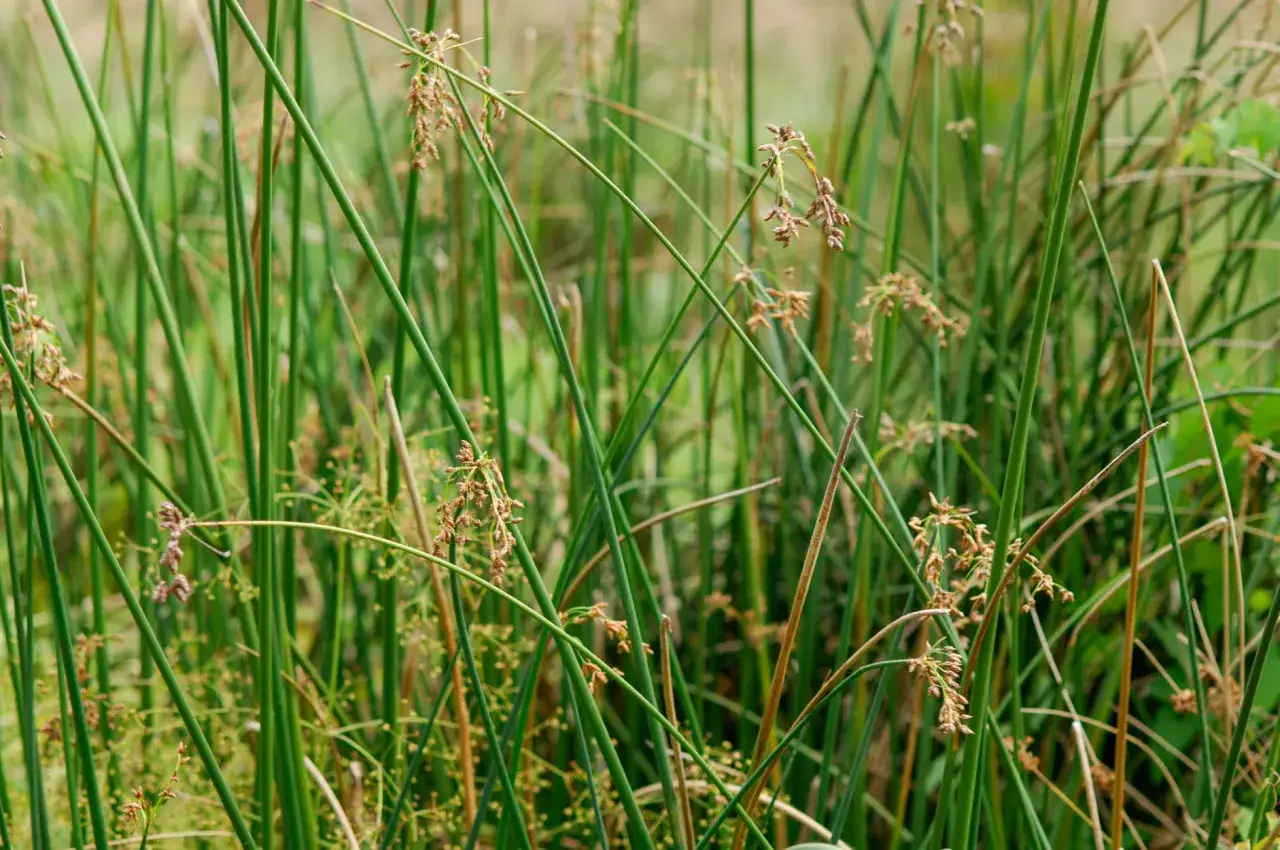 Tiges vertes et fines de scirpus lacustris, avec des inflorescences brunâtres.