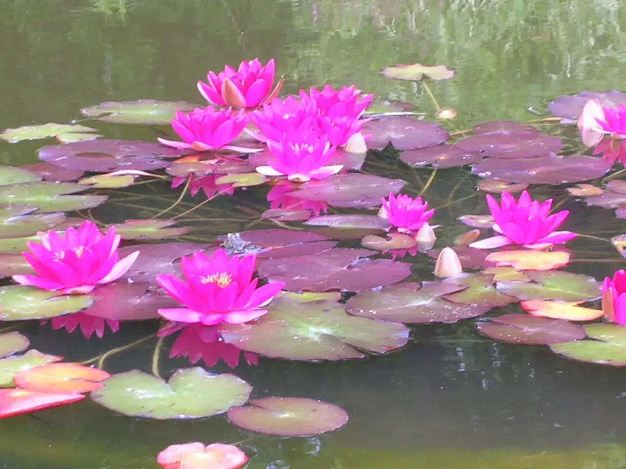 La mare aux plantes s'&eacute;panouit avec des n&eacute;nuphars roses vifs flottant sur des feuilles pourpres et vertes.