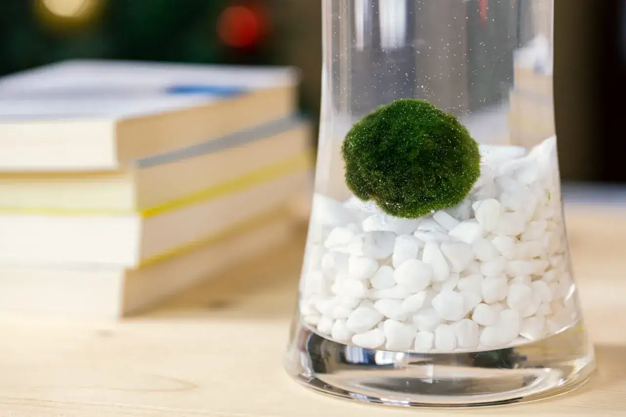 Une algue boule verte flotte dans un bocal rempli de cailloux blancs, à côté d'une pile de livres.