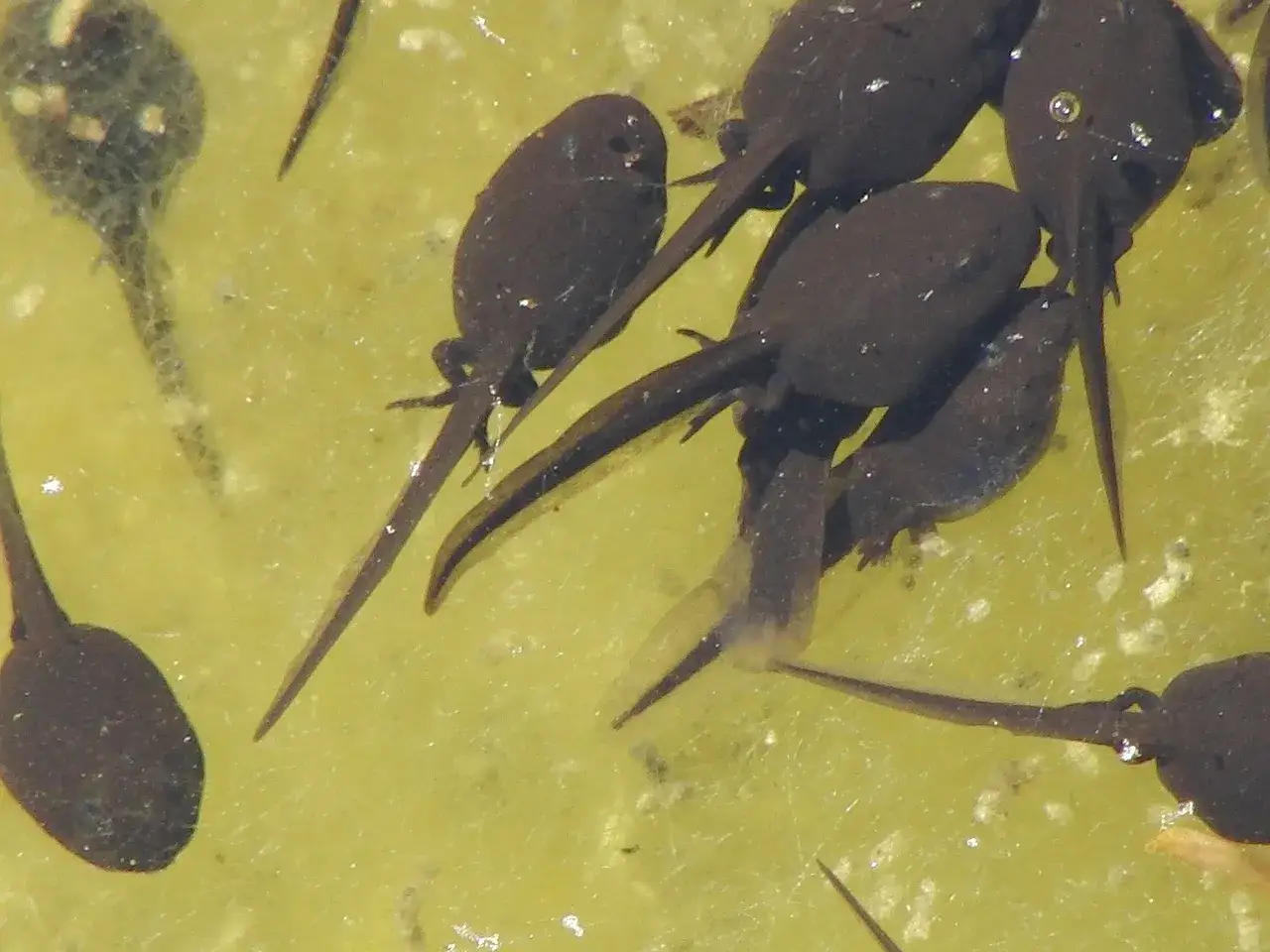 Un groupe de têtards nage dans une eau stagnante, leurs corps sombres et leurs queues fines se déplaçant dans le liquide trouble.