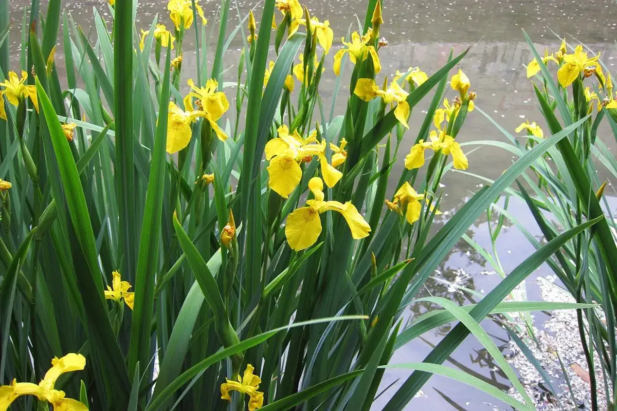 Des iris jaunes éclatants, plantes de berges humides, se dressent fièrement au bord de l'eau, leurs longues feuilles vertes formant un écrin naturel.