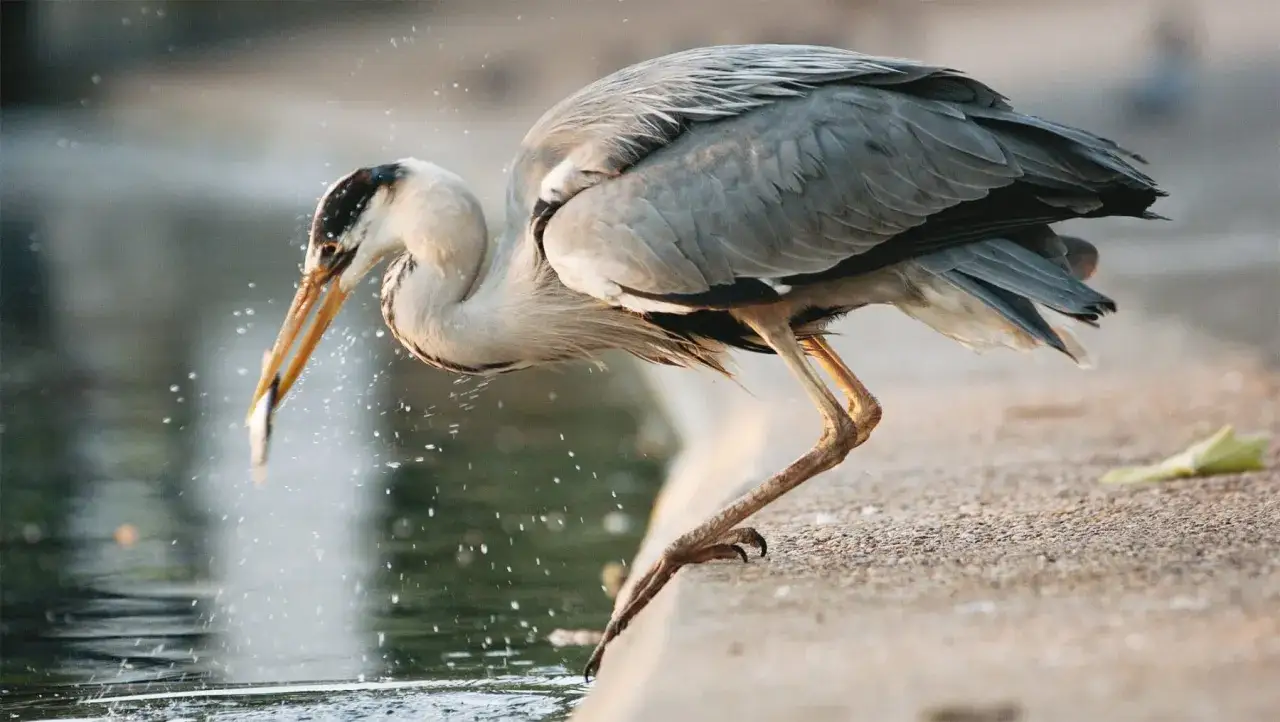 Un héron gris attrape un poisson, éclaboussant l'eau au bord d'un étang.