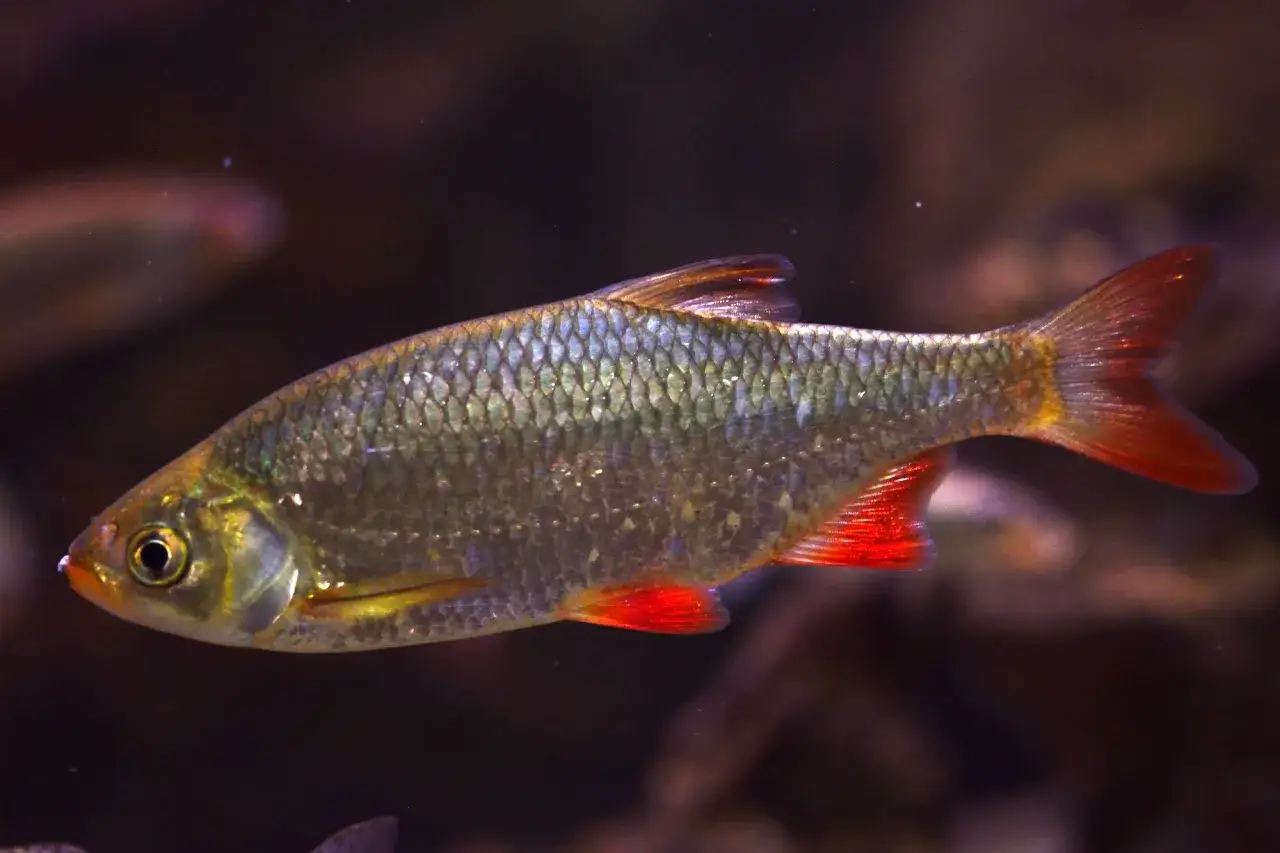 Un rotengle poisson, aux &eacute;cailles iris&eacute;es et aux nageoires rouge vif, nage dans les eaux sombres.