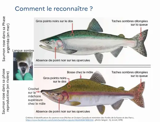 Poissons de rivière en France - Guide complet d'identification