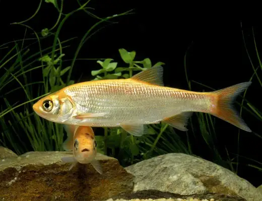 Ide mélanote en bassin - Le guide complet pour réussir