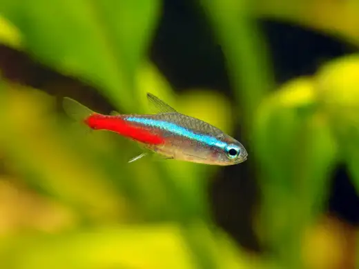 Poissons pour plan d'eau calme - Le guide complet