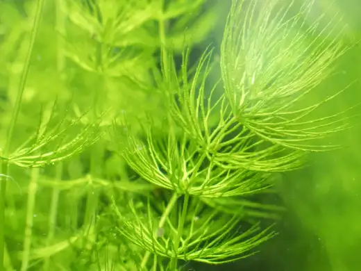 Cératophylle immergé - L'allié de votre bassin et aquarium