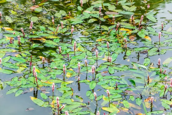 Potamot dans votre étang - Gérer sans casser l'équilibre