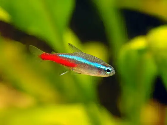 Poissons pour plan d'eau calme - Le guide complet