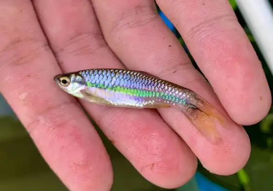 Vairon - Le petit poisson qui révèle la santé de nos eaux