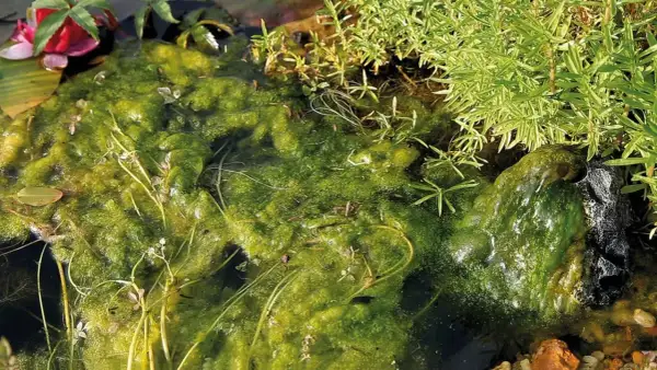 Un tapis d'algues vertes et brillantes dans l'eau, avec des plantes aquatiques et des cailloux. Les algues sont-elles des plantes ? La nature nous pose des questions.