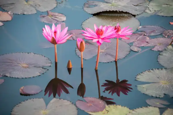Trois nénuphars roses éclosent sur l'eau calme, leurs reflets dansants se mêlant aux feuilles flottantes. Un bouton de nénuphar sous l'eau attend son heure.