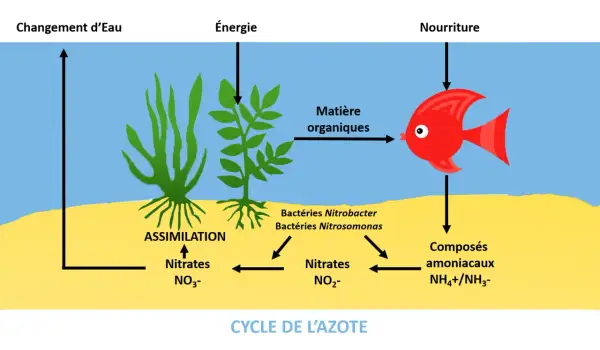 Schéma illustrant le cycle de l'azote : plantes aquatiques assimilant les nitrates, bactéries transformant les composés ammoniacaux en nitrites puis nitrates, et un poisson produisant de la matière organique.