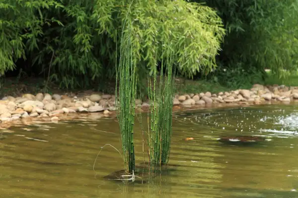 Deux touffes de prêle du Japon émergent d'une eau calme, bordée de galets et de végétation luxuriante.