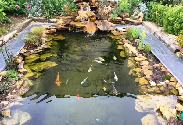 Un bassin à poissons avec cascade, rochers et plantes. Plusieurs carpes koï nagent dans l'eau claire. Idéal pour savoir que mettre au fond d'un bassin à poissons.
